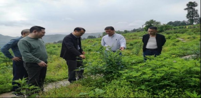 登喜路(黑中免)厂家价格，登喜路(黑中免)价格表一览