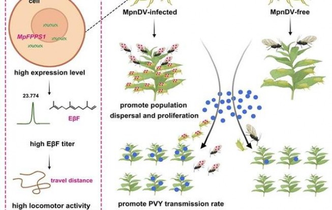 双头凤(软)批发价格是多少？双头凤(软)香烟价格表2025 