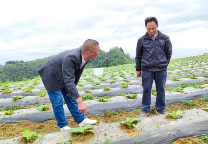 JN(蓝莓硬细支)渠道批发，JN(蓝莓硬细支)批发价格是多少？