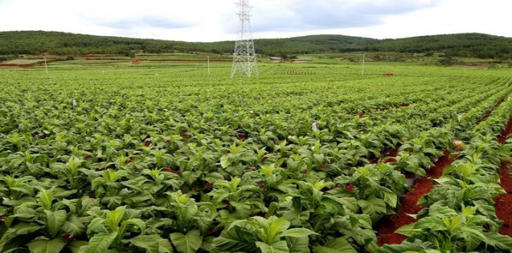 RaisonFrench Juicy多少钱一包？RaisonFrench Juicy批发价格是多少？