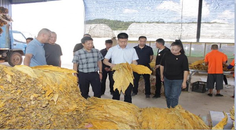 王子火 薄荷硬绿2006丹麦版批发价格是多少？王子火 薄荷硬绿2006丹麦版什么价格？