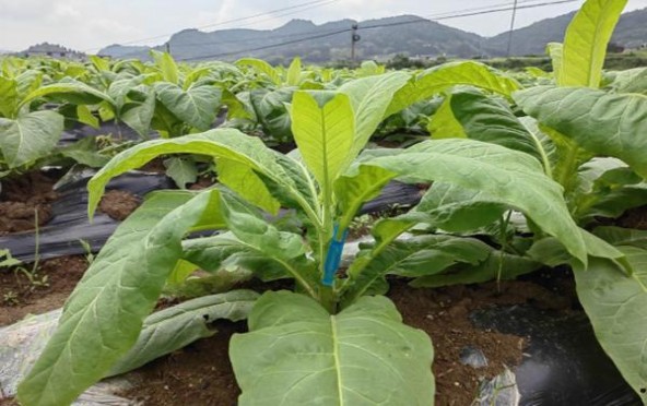 百乐门(特醇100免税韩版)香烟价格表2025 百乐门(特醇100免税韩版)价格表和图片 