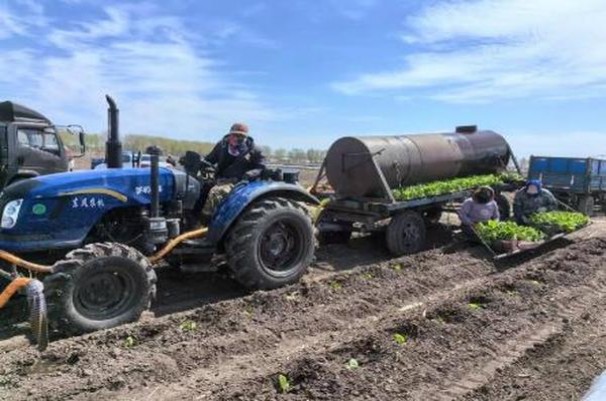 金圣(硬典藏)批发价格是多少？金圣(硬典藏)香烟价格表2025 