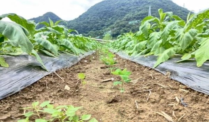 黄山(金上品)多少钱一包2025？黄山(金上品)多少钱一盒2025？