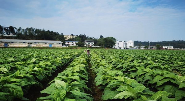 中南海(软精品)批发价格是多少？中南海(软精品)图片及价格 