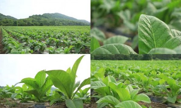 香格里拉(红山)拿货价格，香格里拉(红山)批发价格是多少？