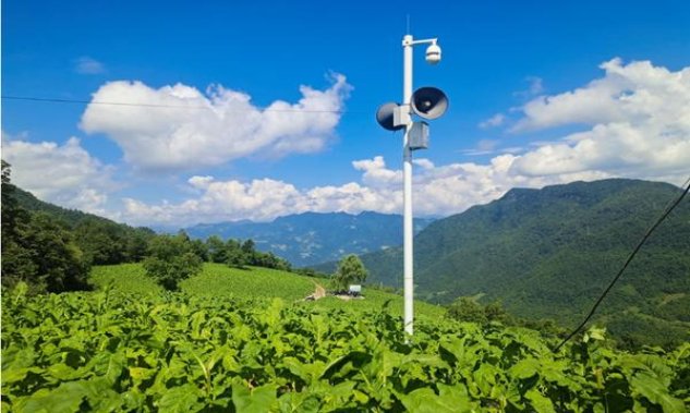 新消息！国内什么网站可以买到雪茄“粗枝大叶”