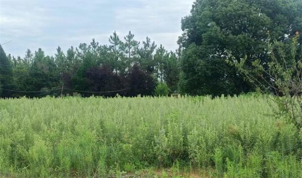 娇子(宽窄天地之中)价格表和图片 娇子(宽窄天地之中)多少钱一盒2025？