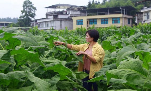 云烟(大重九中支壬寅虎年2022生肖版)一手货源，云烟(大重九中支壬寅虎年2022生肖版)多少钱一盒？