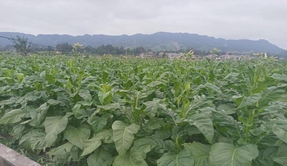娇子凉烟香甜韵价格表一览 娇子凉烟香甜韵价钱批发 