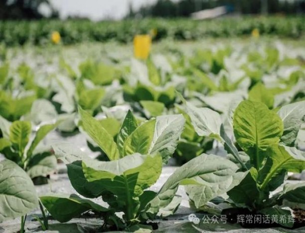 卡比龙(总裁硬黑中免版)批发价格是多少？卡比龙(总裁硬黑中免版)多少钱一包？