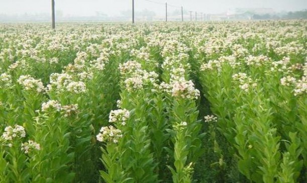 金圣(典藏瑞香)价格表和图片 金圣(典藏瑞香)多少钱一盒？