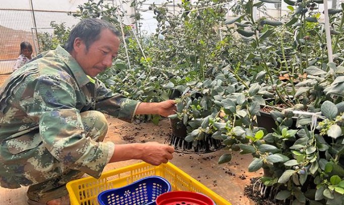 七星(2021日本限定版)香烟正品价格表 七星(2021日本限定版)价格表一览 