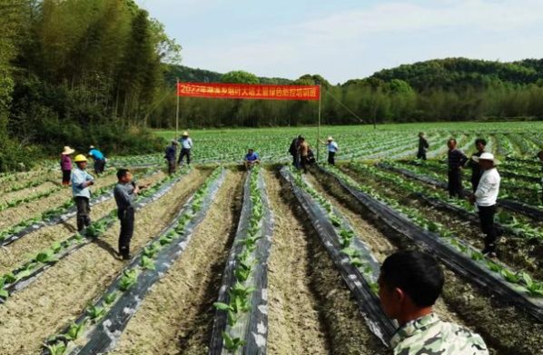 云斯顿闪电薄荷8mg日版价格表图一览表 云斯顿闪电薄荷8mg日版批发价格是多少？