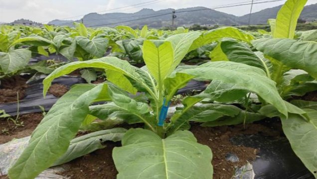 登喜路英语版高级过滤嘴7支装香烟价格表2024 登喜路英语版高级过滤嘴7支装批发价格是多少？