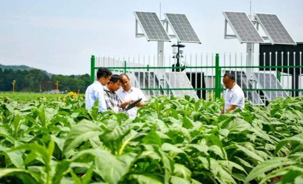 独家报道！高仿香烟批发货源“官运亨通”