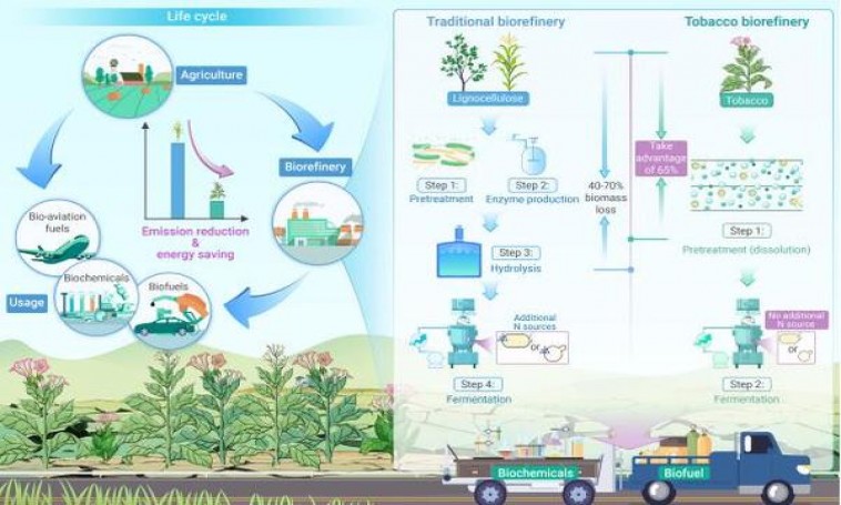登喜路极淡1mg多少钱一盒？登喜路极淡1mg多少钱一盒？