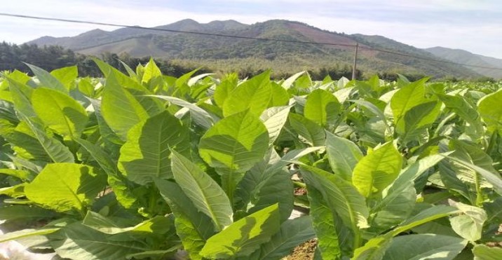 船长(茶味)价钱批发 船长(茶味)图片及价格查询