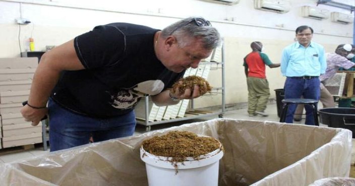 黄金叶(豫烟2号)厂家价格，黄金叶(豫烟2号)批发价格是多少？