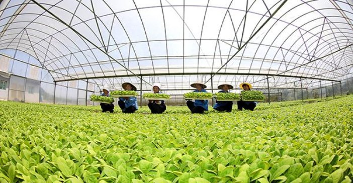 黄鹤楼(为了谁·炫彩)批发，黄鹤楼(为了谁·炫彩)批发价格是多少？