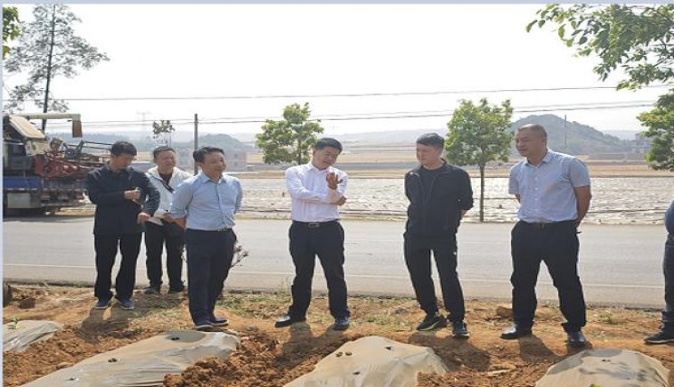 黄鹤楼(冬·品道软长)一手价格，黄鹤楼(冬·品道软长)价格表一览