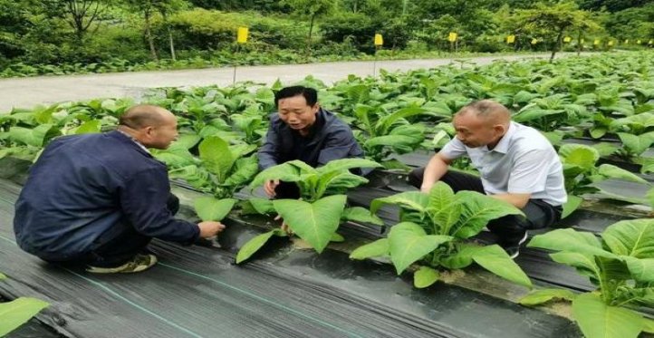 大卫杜夫金批发价格是多少？大卫杜夫金什么价格？