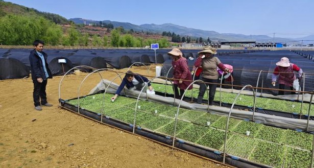 555(天越韩版)拿货价格，555(天越韩版)多少钱一盒？