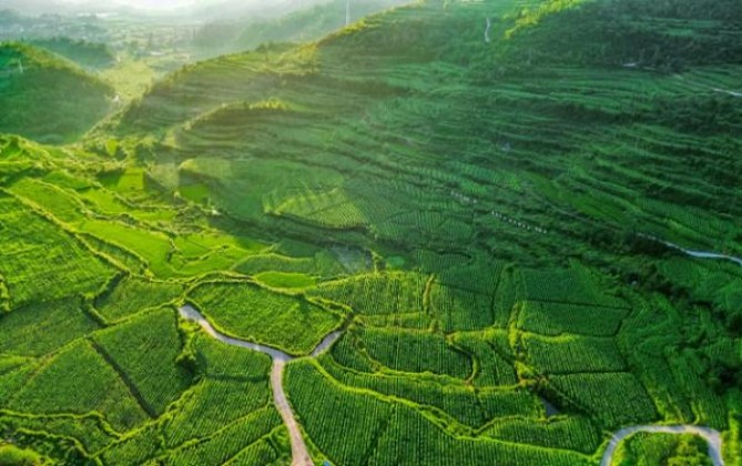 终于发现！云霄烟怎么购“前程万里”