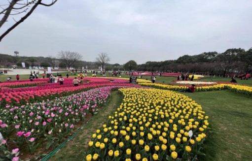 黄金叶(中华龙)图片及价格 黄金叶(中华龙)价格表和图片 