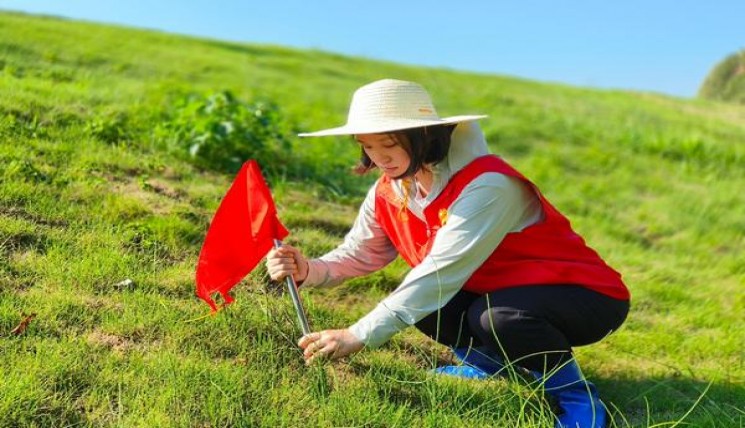 美登紫翻盖多少钱一包？美登紫翻盖价格表和图片