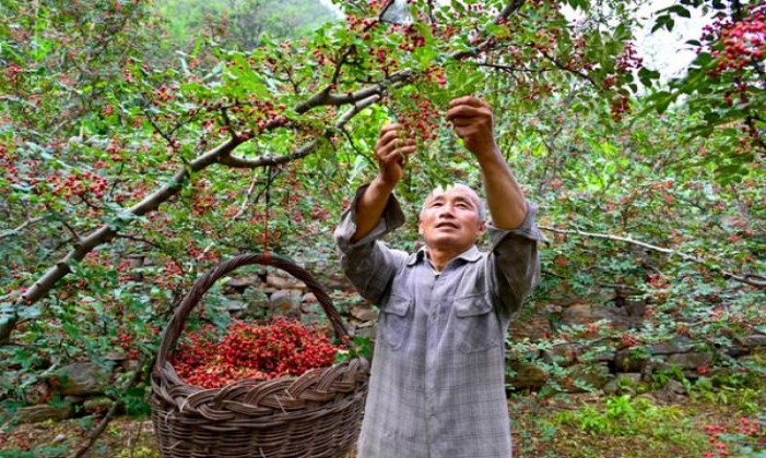 红塔山福价格表和图片红塔山福批发价格是多少？