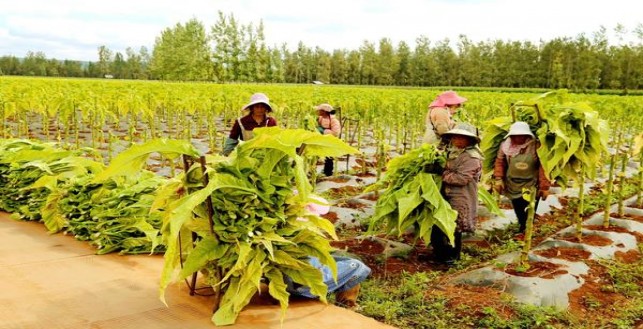 泰山(双马)多少钱一包2025？泰山(双马)多少钱一盒？