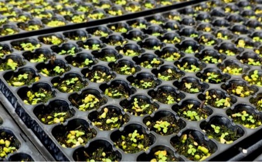 北京(硬)拿货价格，北京(硬)多少钱一包2024？