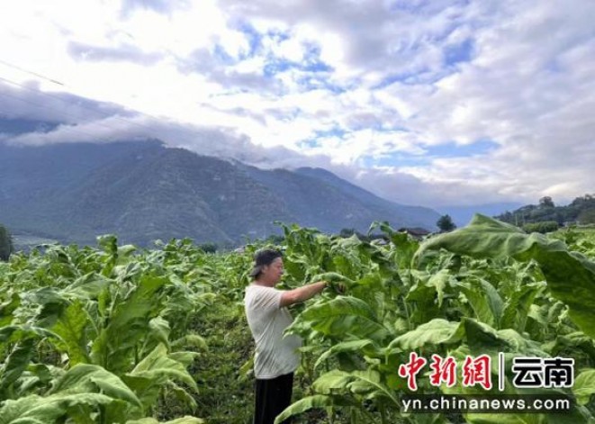 契斯特菲尔德(硬橙荷兰完税版)香烟价格 契斯特菲尔德(硬橙荷兰完税版)多少钱一盒？