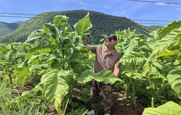 重大来袭！三五烟怎么样的“无奇不有”