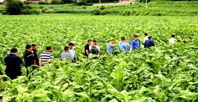 黄山天高云淡细支什么价格？黄山天高云淡细支价格表一览 