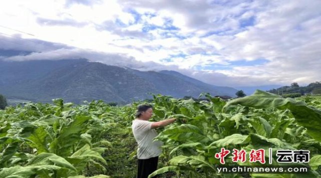 兰州(硬如意)批发，兰州(硬如意)多少钱一盒2024？