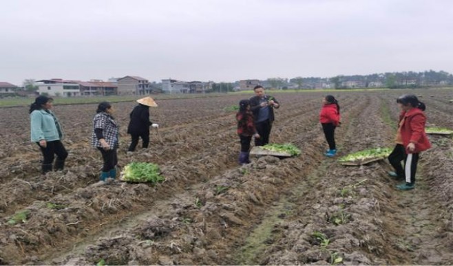 双头凤硬价格表一览 双头凤硬价格表一览 