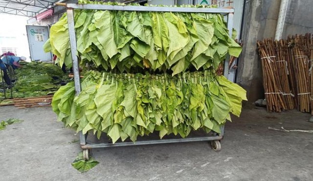 卡比龙总裁抹茶绿亚太版价格表图一览表 卡比龙总裁抹茶绿亚太版多少钱一盒2024？