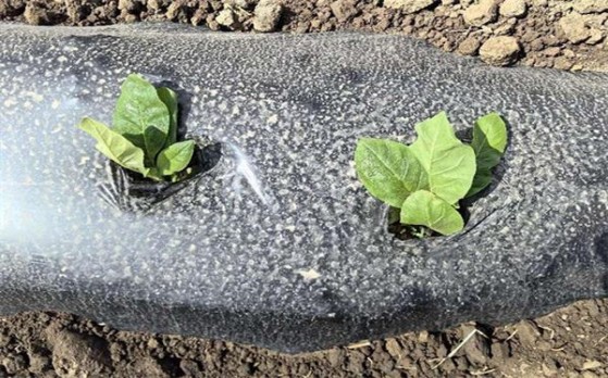 牡丹(真国色白中免版)多少钱一盒？牡丹(真国色白中免版)香烟价格 