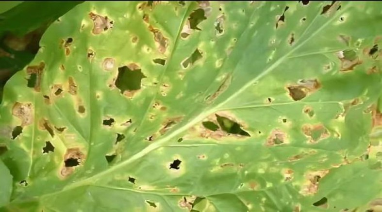 贵烟(玉液中免出口版)价钱批发 贵烟(玉液中免出口版)价格查询 