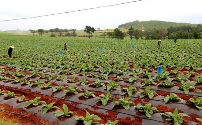 阿里山软天韵多少钱一盒2024？阿里山软天韵批发价格是多少？