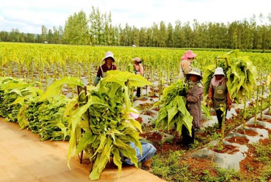 达契亚(软包)一手渠道，达契亚(软包)价格表一览