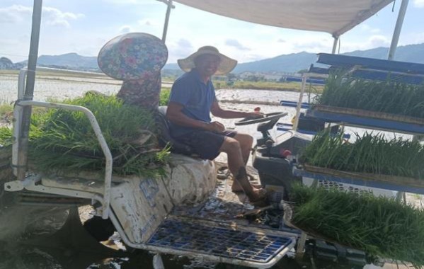 阿里山(天香听装)多少钱一包2025？阿里山(天香听装)多少钱一包？