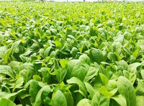 狮牌(加勒比阳光)批发价格是多少？狮牌(加勒比阳光)多少钱一盒？