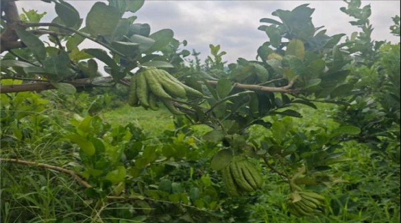 蓝星(蓝莓双爆珠韩版)价格表图一览表 蓝星(蓝莓双爆珠韩版)多少钱一盒2025？