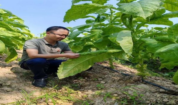 万宝路(硬红 黎巴嫩免税版)拿货价格，万宝路(硬红 黎巴嫩免税版)批发价格是多少？