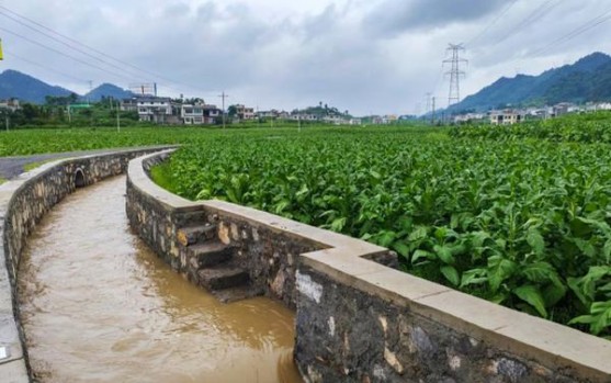 红山茶(紫)什么价格？红山茶(紫)图片及价格查询