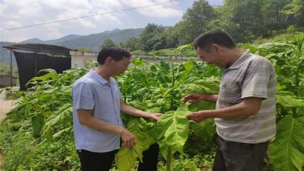 厉风(北海道薄荷爆珠日版)参数详解 厉风(北海道薄荷爆珠日版)多少钱一包2025？