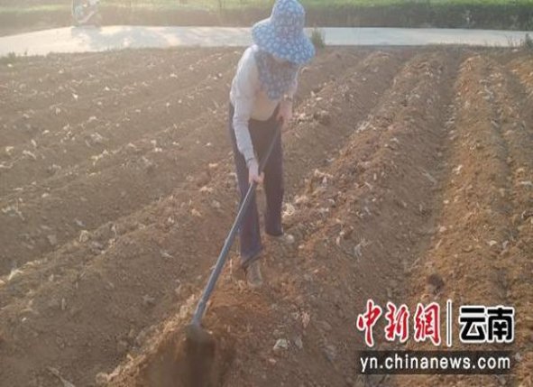 云烟(大重九中支壬寅虎年2022生肖版)拿货价格，云烟(大重九中支壬寅虎年2022生肖版)香烟价格表2024